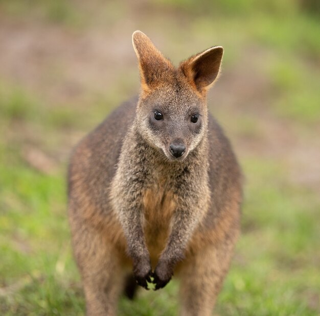 Foto de foco seletivo de um lindo wallaby