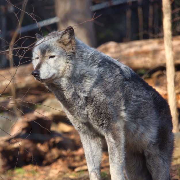 Foto de foco seletivo de um lobo cinzento em um zoológico