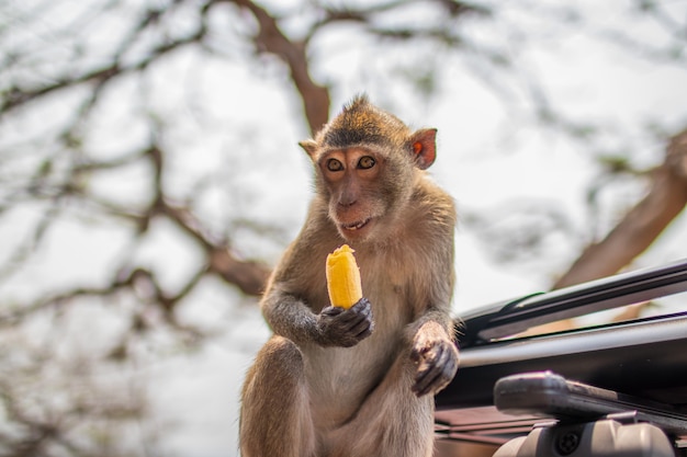 Foto de foco seletivo de um macaco primata tailandês no carro na Tailândia