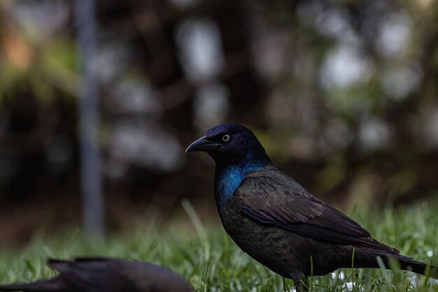 Foto de foco seletivo de um magnífico corvo em um campo coberto de grama