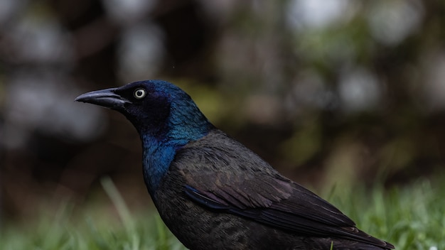 Foto de foco seletivo de um magnífico corvo em um campo coberto de grama