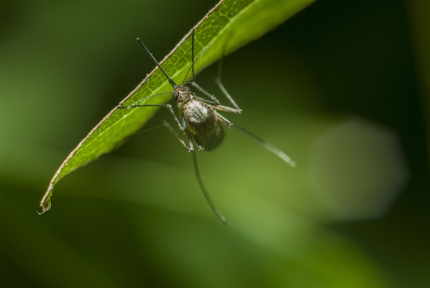 Foto de foco seletivo de um mosquito descansando em uma grama verde