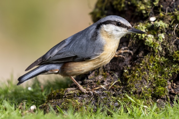 Foto de foco seletivo de um nuthatch de peito vermelho em pé no tronco de uma árvore coberto de musgo