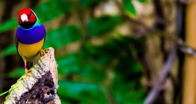 Foto grátis foto de foco seletivo de um papagaio colorido na natureza