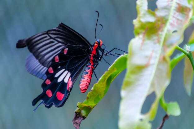 Foto de foco seletivo de um papílio preto em uma planta verde