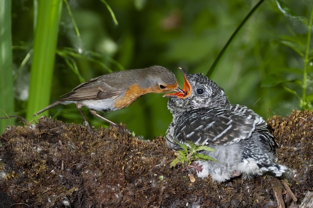 Foto de foco seletivo de um pássaro alimentando seu filhote em um tronco entre as árvores
