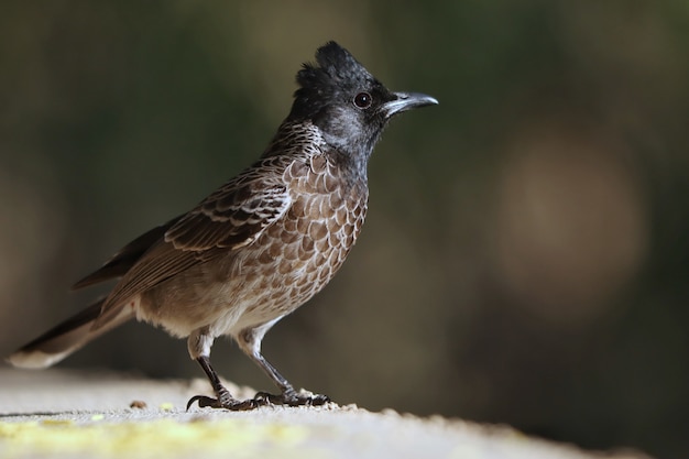 Foto de foco seletivo de um pássaro bulbul vermelho