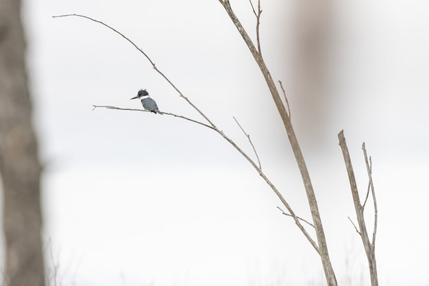 Foto de foco seletivo de um pássaro parado no galho