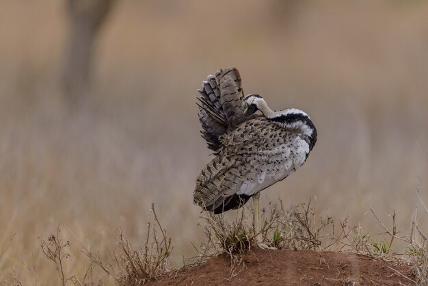 Foto de foco seletivo de um pássaro passeando no campo coberto de grama