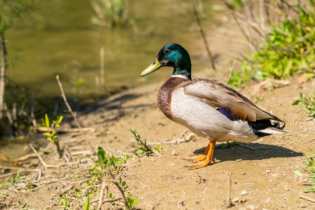 Foto de foco seletivo de um pato adulto de Anas Platyrhynchos relaxando à beira do rio