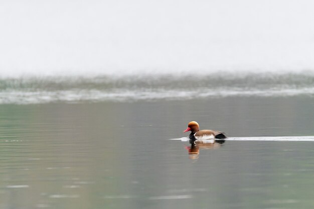 Foto de foco seletivo de um pato colorido no lago