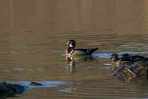 Foto grátis foto de foco seletivo de um pato-de-pau (aix sponsa) nadando em um pequeno lago