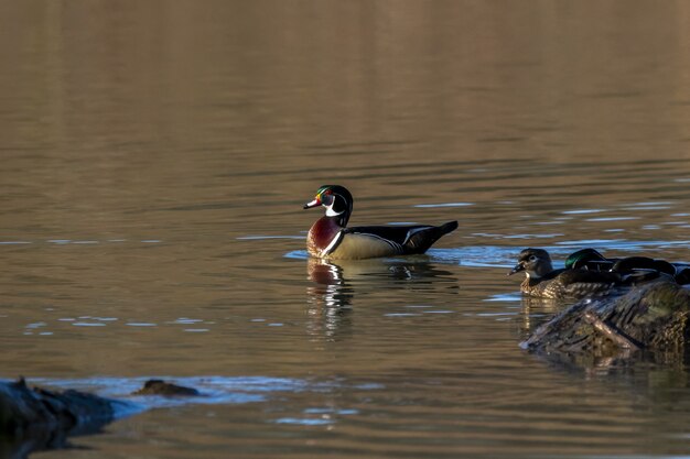 Foto de foco seletivo de um pato-de-pau (Aix sponsa) nadando em um pequeno lago