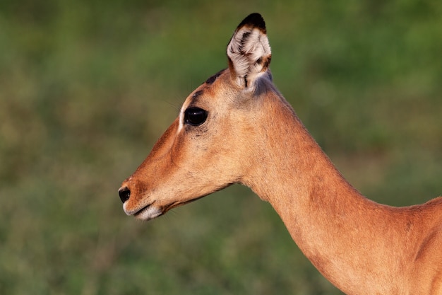 Foto grátis foto de foco seletivo de um pequeno cervo em um campo em uma cena borrada