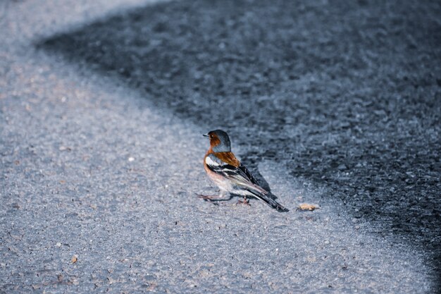 Foto de foco seletivo de um pequeno pássaro passeriforme chamado tentilhão empoleirado no chão