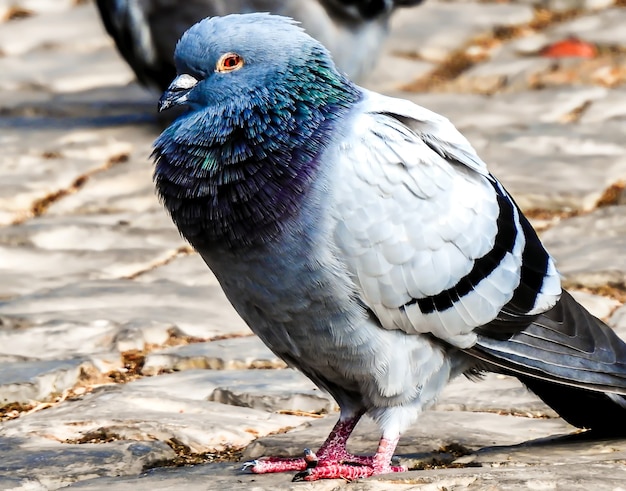 Foto de foco seletivo de um pombo ao ar livre