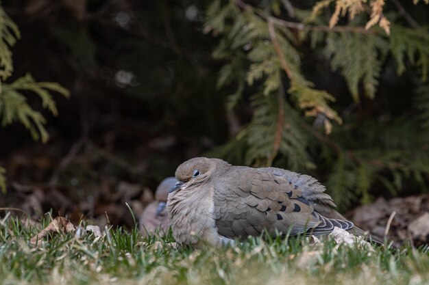 Foto de foco seletivo de um pombo em um campo gramado