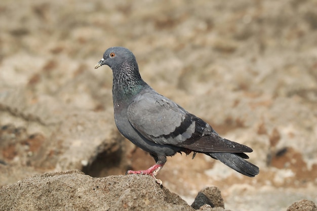 Foto de foco seletivo de um pombo empoleirado ao ar livre durante o dia