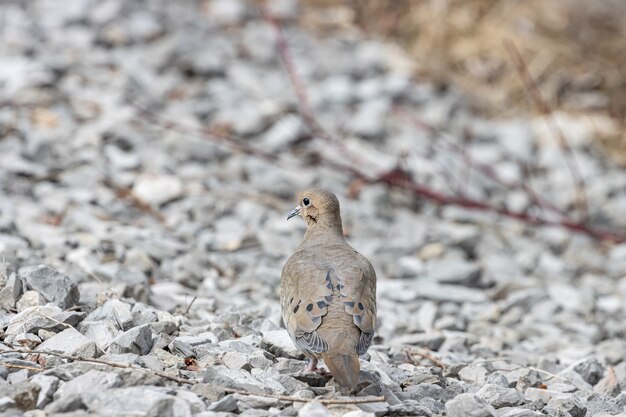 Foto de foco seletivo de um pombo parado nas rochas