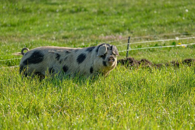 Foto de foco seletivo de um porco branco com manchas pretas no campo da fazenda