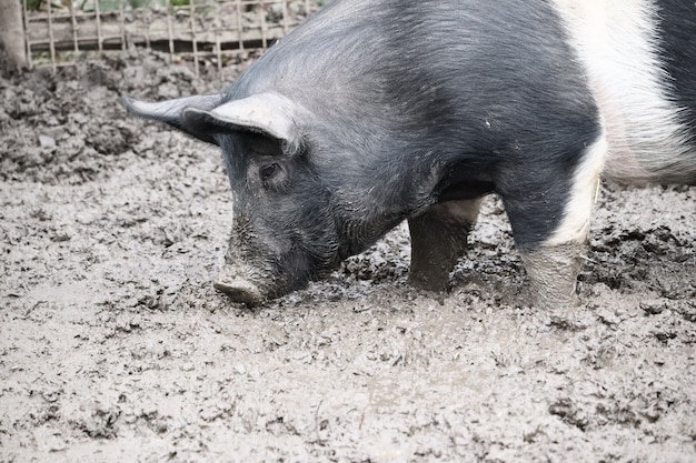 Foto de foco seletivo de um porco parado na lama