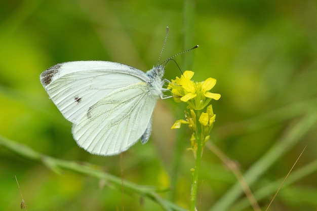 Foto de foco seletivo de um repolho branco ou borboleta Pieris rapae em uma flor ao ar livre