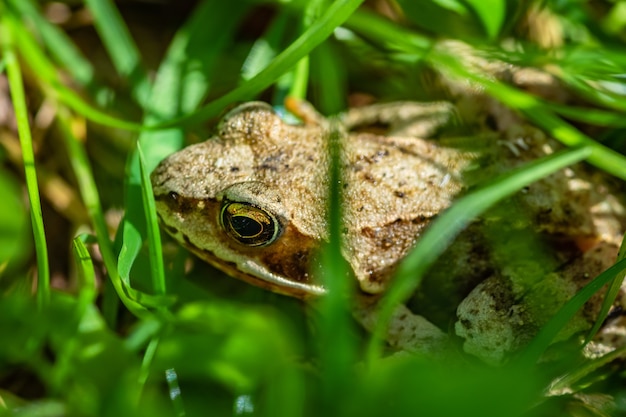 Foto de foco seletivo de um sapo no meio da grama