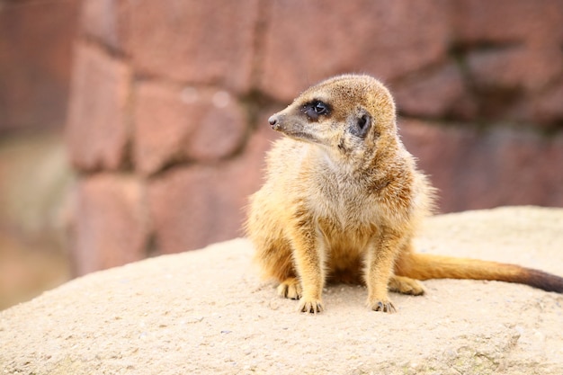 Foto de foco seletivo de um suricato em uma rocha