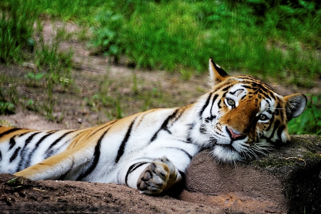 Foto de foco seletivo de um tigre pousando a cabeça em uma rocha
