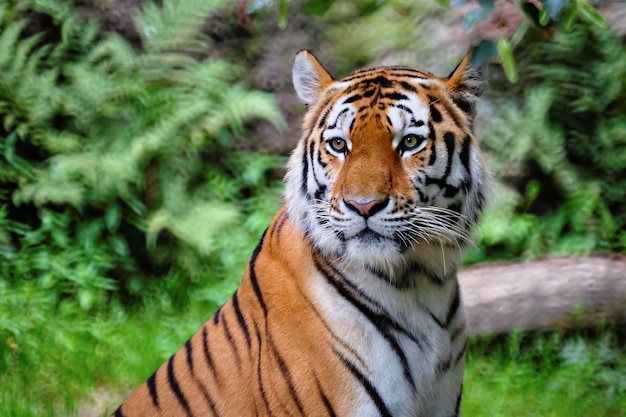 Foto de foco seletivo de um tigre