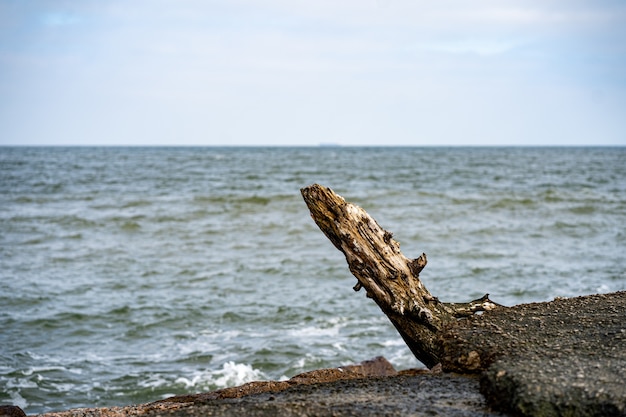 Foto grátis foto de foco seletivo de um tronco na praia de presqu'ile provincial park em brighton, canadá