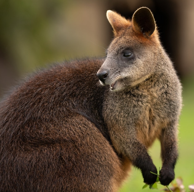 Foto de foco seletivo de um wallaby