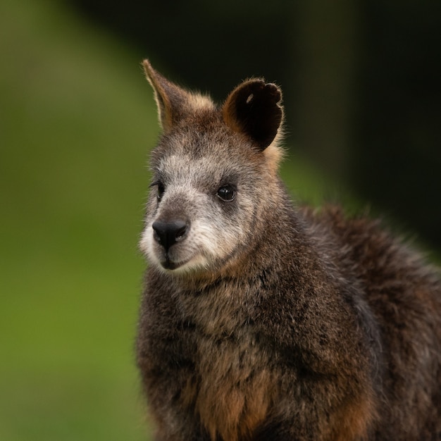 Foto de foco seletivo de um wallaby