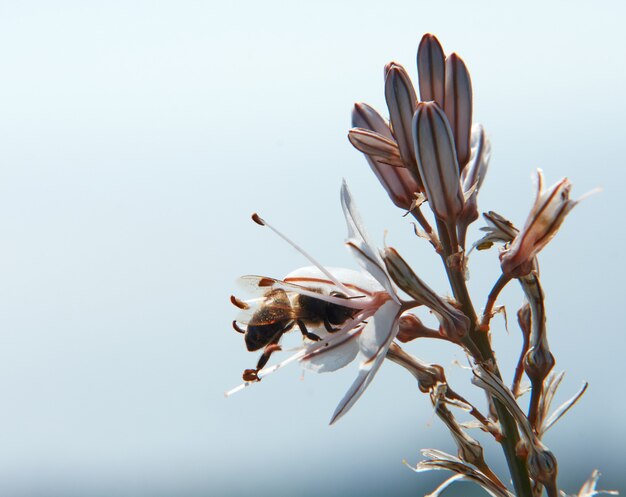 Foto de foco seletivo de uma abelha bebendo o néctar das flores de Asphodelus em céu nublado
