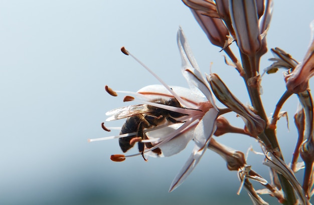 Foto de foco seletivo de uma abelha bebendo o néctar de flores de Asphodelus contra um fundo desfocado