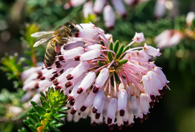 Foto de foco seletivo de uma abelha coletando pólen das flores de mediterranean heath (erica multiflora)