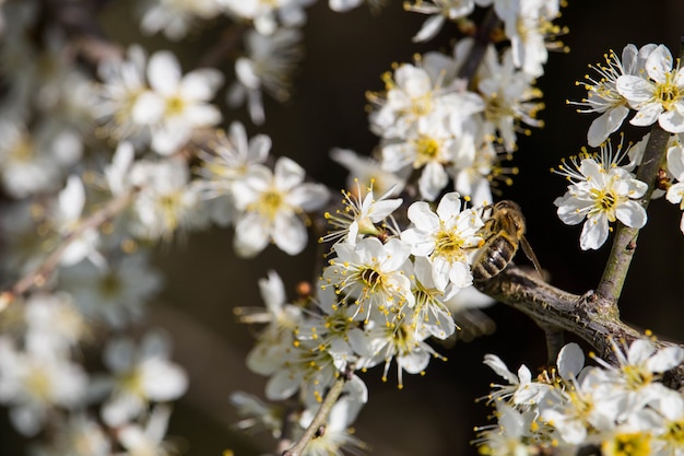 Foto de foco seletivo de uma abelha em flores de cerejeira