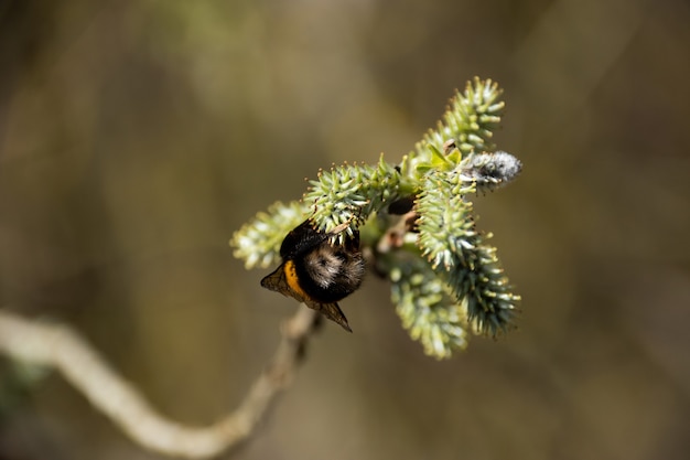 Foto de foco seletivo de uma abelha em um galho de árvore