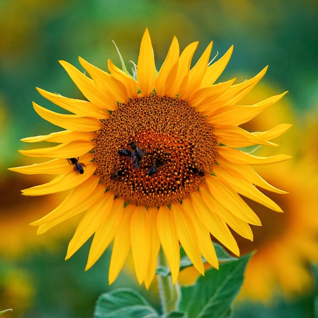 Foto de foco seletivo de uma abelha em um girassol florescendo em um campo