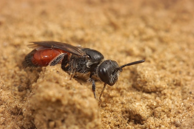 Foto de foco seletivo de uma abelha sanguínea cleptoparasita no chão