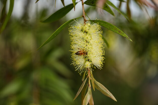 Foto de foco seletivo de uma abelha sentada em uma flor e coletando néctar