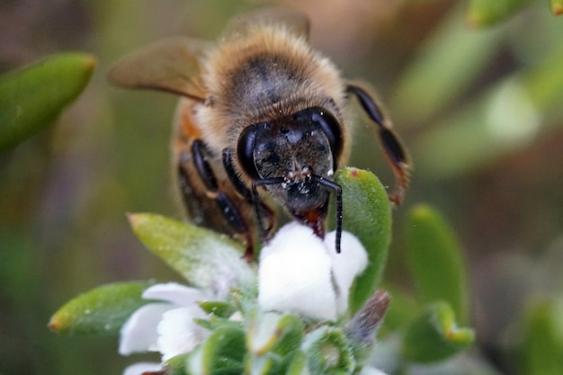 Foto de foco seletivo de uma abelha sentada em uma flor