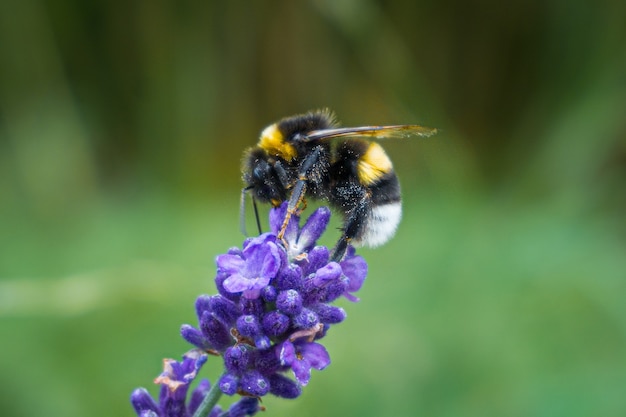 Foto de foco seletivo de uma abelha sentada em uma lavanda