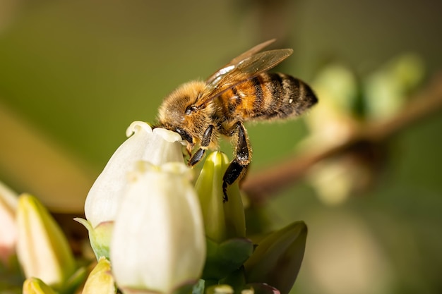 Foto de foco seletivo de uma abelha sentada em uma pequena flor branca