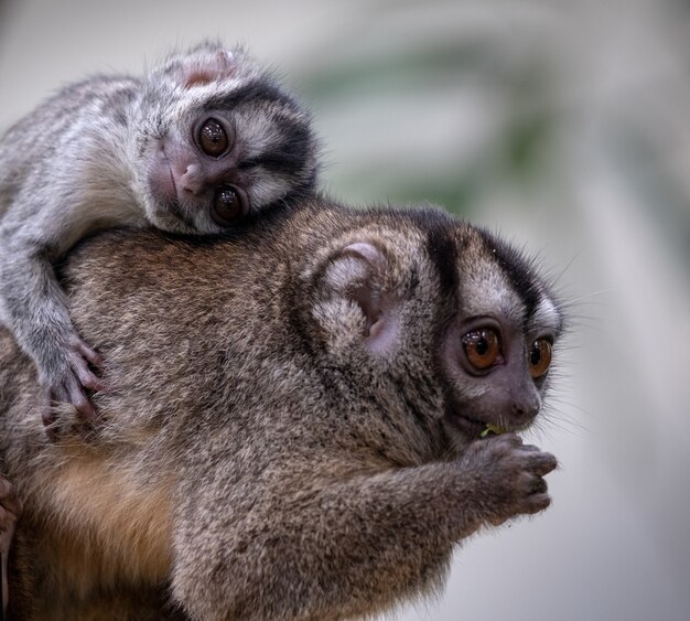 Foto de foco seletivo de uma adorável mamãe macaco-coruja com um filhote de macaco-coruja