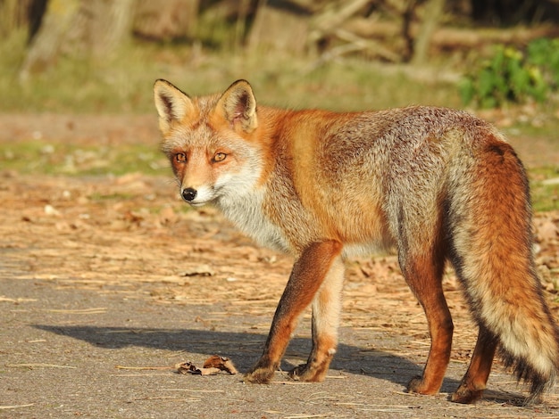 Foto de foco seletivo de uma adorável raposa vermelha na Holanda