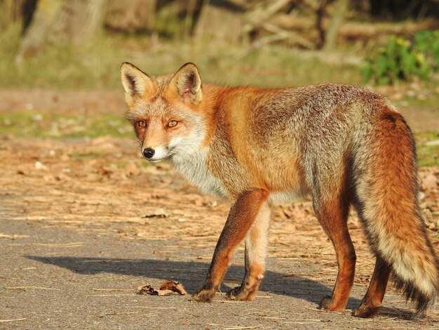 Foto de foco seletivo de uma adorável raposa vermelha na Holanda