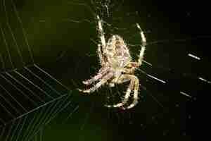 Foto grátis foto de foco seletivo de uma aranha de jardim europeia