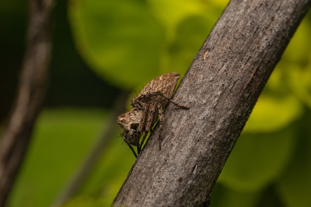 Foto de foco seletivo de uma aranha marrom em um galho de árvore