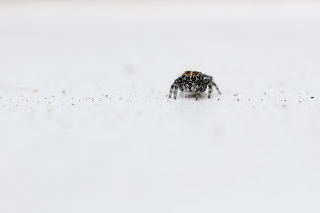 Foto grátis foto de foco seletivo de uma aranha saltadora